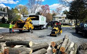 Best Tree Removal  in Warrior, AL