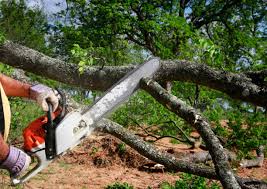 Best Tree Preservation Services  in Warrior, AL