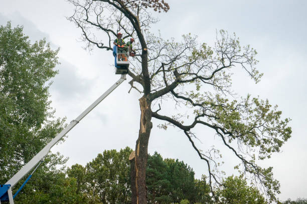 Best Fruit Tree Pruning  in Warrior, AL