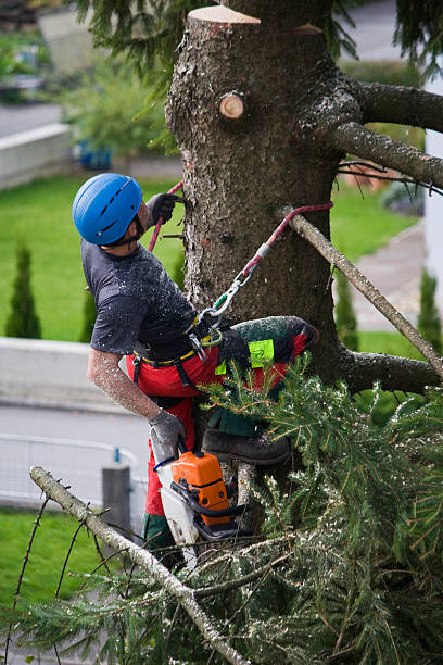 Why Choose Our Tree Removal Services in Warrior, AL?