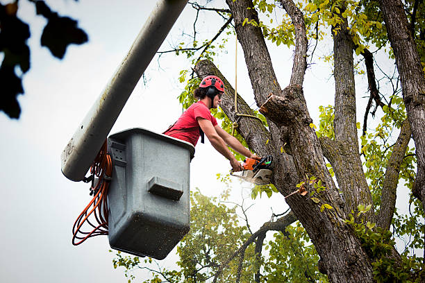 Best Leaf Removal  in Warrior, AL